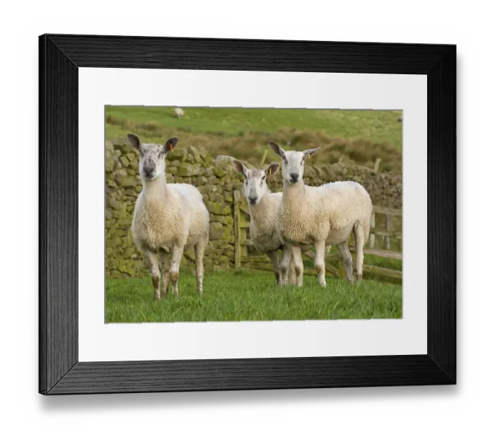 Framed Print : Domestic Sheep, Blue-faced Leicester