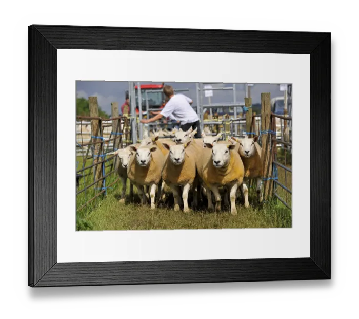 Framed Print : Sheep farming, ewes being moved to auction ring at sale