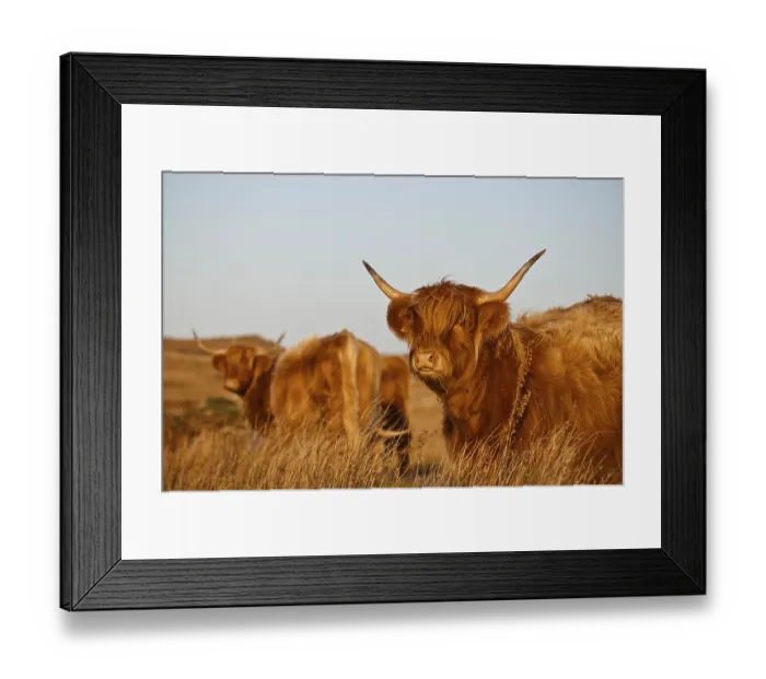 Framed Print : Domestic cattle, Highland cattle