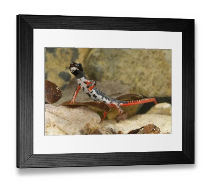 Framed Print : Spectacled salamander (Salamandrina perspicillata)