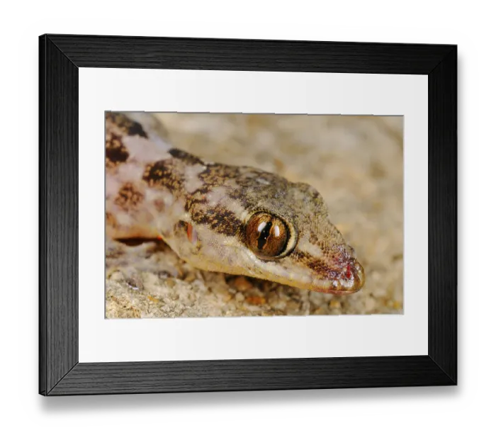 Framed Print : Half-fingered gecko, Half-fingered geckos Framed Print : Half-fingered gecko, Half-fingered geckos