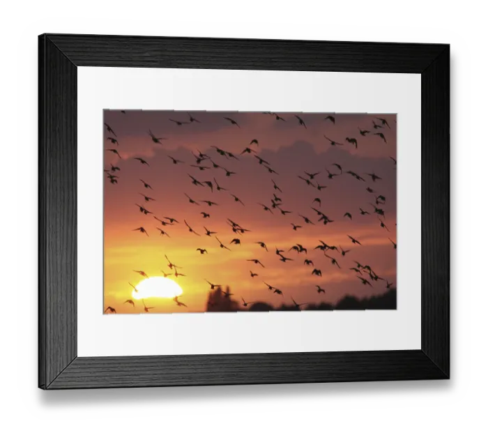 Framed Print : Common common starling (Sturnus vulgaris) Framed Print : Common common starling (Sturnus vulgaris)