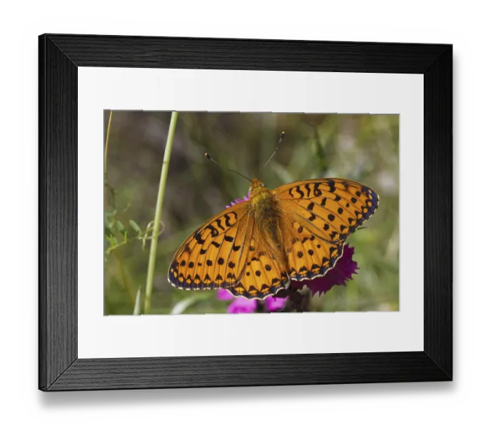 Framed Print : Marbled marbled fritillary (Brenthis daphne)