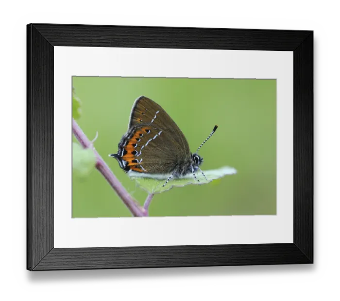 Framed Print : Gossamer winged butterfly (Lycaenidae)