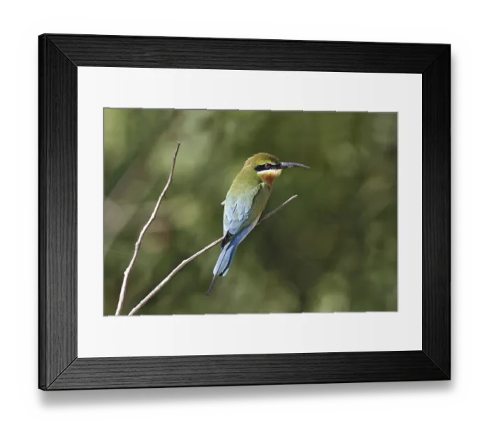 Framed Print : Blue-tailed bee-eater (Merops philippinus) Framed Print : Blue-tailed bee-eater (Merops philippinus)