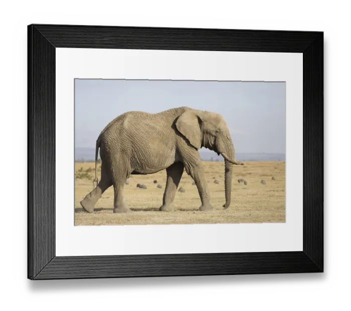Framed Print : African elephant (Loxodonta africana) elephant