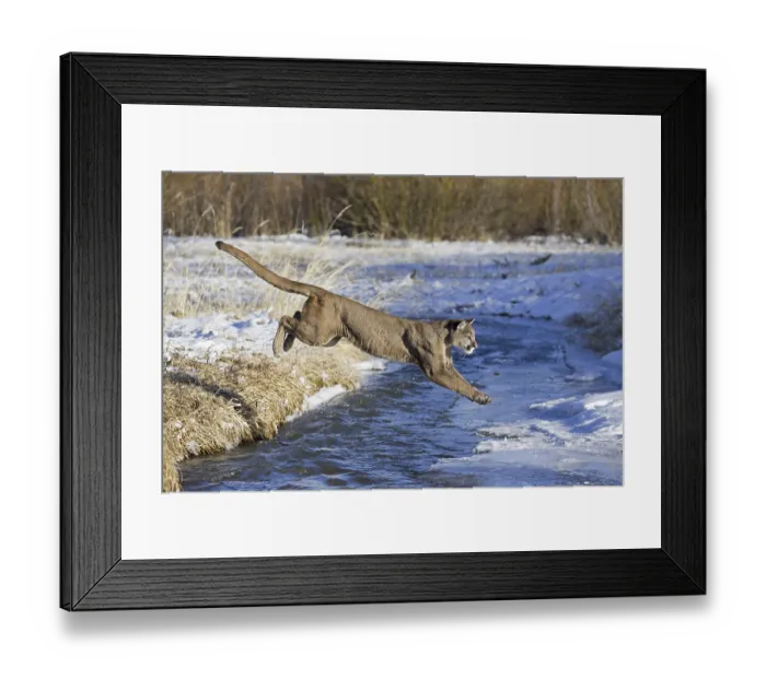 Framed Print : Cougar (Cougar concolor) adult