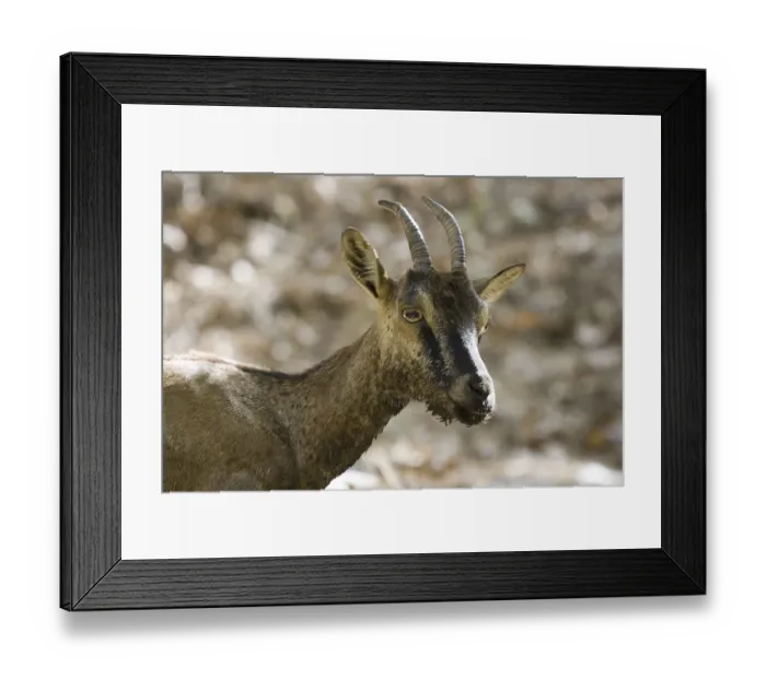 Framed Print : Cretan wild goat, Cretan chamois
