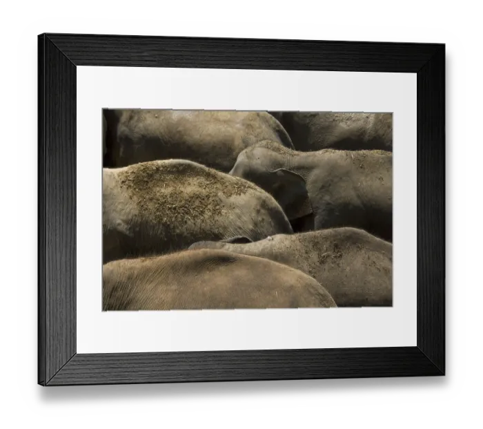 Framed Print : Asian elephant, Indian elephant Framed Print : Asian elephant, Indian elephant