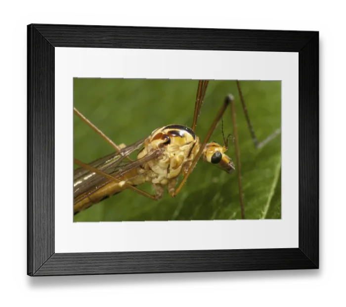 Framed Print : Spotted Cranefly (Nephrotoma appendiculata) adult Framed Print : Spotted Cranefly (Nephrotoma appendiculata) adult