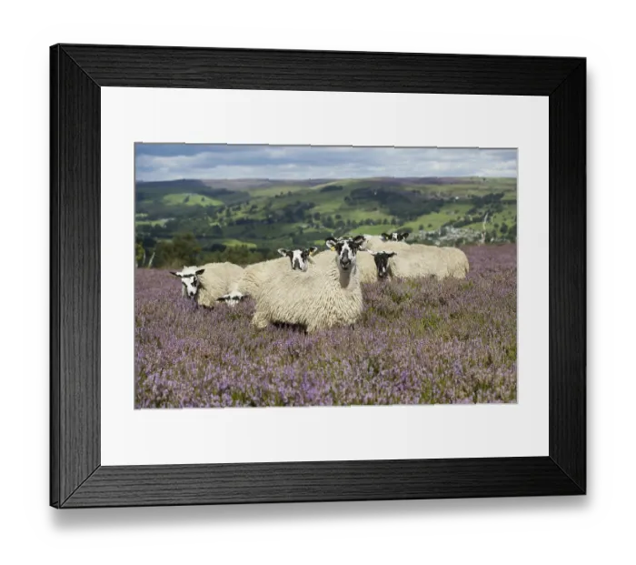 Framed Print : Domestic Sheep, mule gimmer lambs