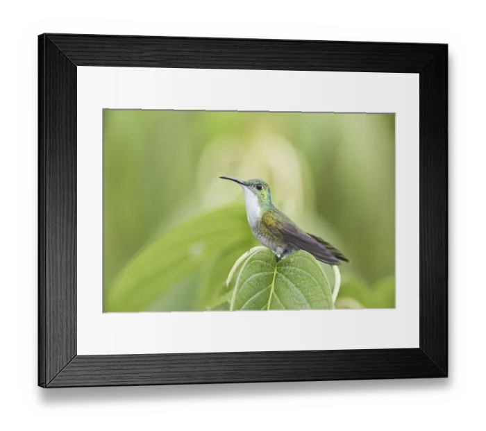 Framed Print : Adult white-breasted emerald (Amazilia chionopectus) Framed Print : Adult white-breasted emerald (Amazilia chionopectus)