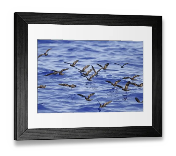 Framed Print : Hydrobates matsudairae, Matsudaira's Storm-petrel Framed Print : Hydrobates matsudairae, Matsudaira's Storm-petrel