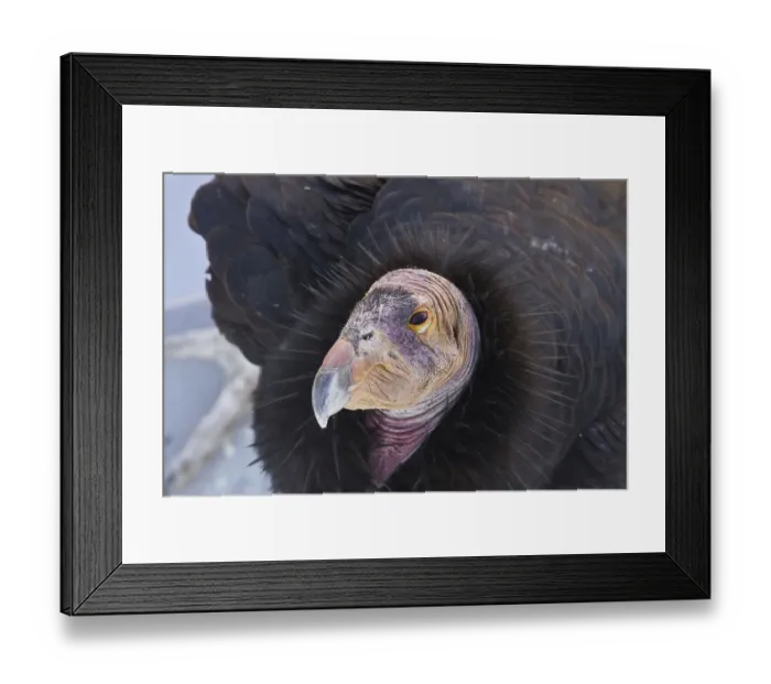 Framed Print : California Condor, California Condors