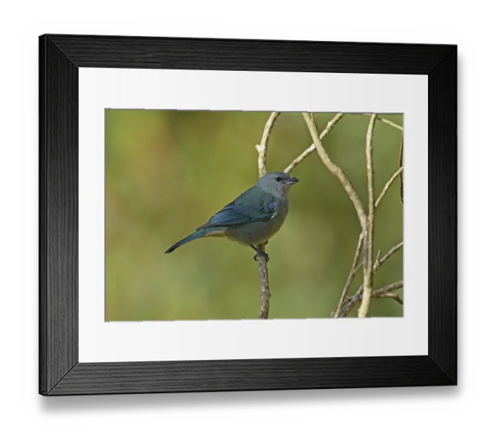 Framed Print : Adult blue-shouldered tanager (Thraupis cyanoptera) Framed Print : Adult blue-shouldered tanager (Thraupis cyanoptera)