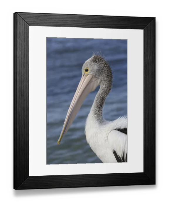 Framed Print : Australian Pelican (Pelecanus conspicillatus) adult