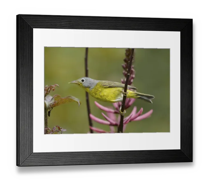 Framed Print : Nashville Warbler (Oreothlypis ruficapilla) adult male