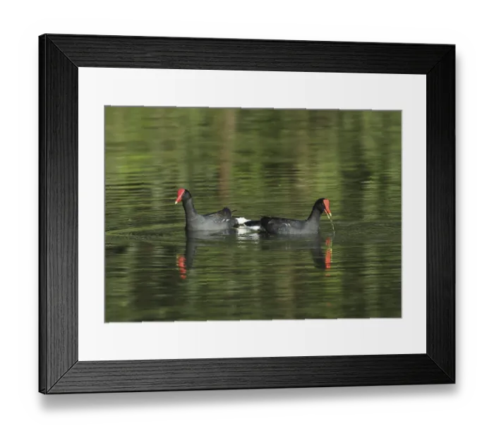 Framed Print : Common Gallinule (Gallinula galeata galeata)