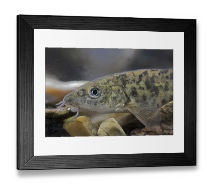 Framed Print : Common Barbel (Barbus barbus) immature Framed Print : Common Barbel (Barbus barbus) immature