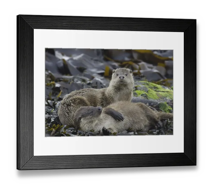 Framed Print : European Otter (Lutra lutra) adult female with cub Framed Print : European Otter (Lutra lutra) adult female with cub
