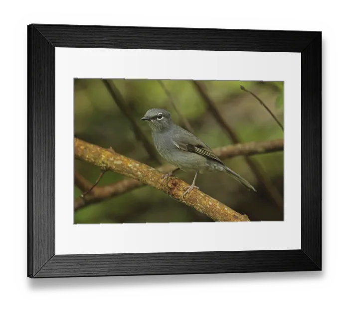 Framed Print : Slate-coloured solitary (Myadestes unicolor)