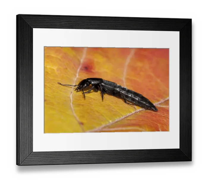 Framed Print : A devil's coach-horse beetle (Ocypus olens) walking across an autumn leaf in a garden in Sowerby