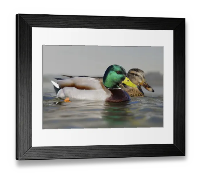 Framed Print : Mallard (Anas platyrhynchos) couple Framed Print : Mallard (Anas platyrhynchos) couple
