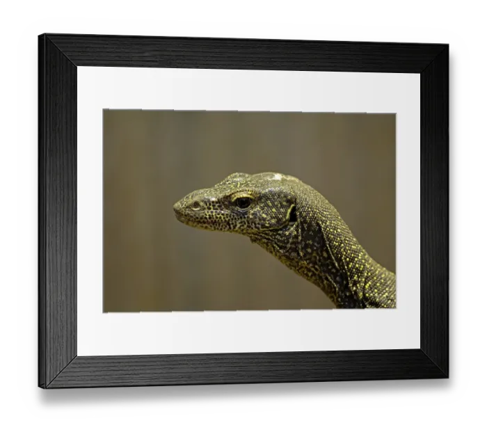 Framed Print : Monitor, Varanus doreanus
