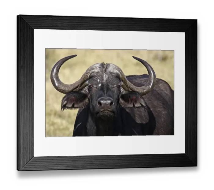 Framed Print : Kaffirb Framed Print : Kaffirb