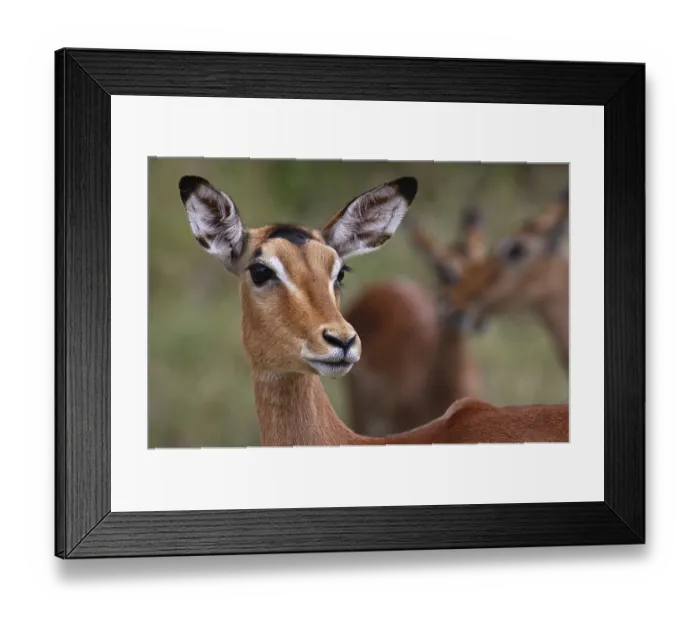 Framed Print : Impala, Schwarzfersenantilope, Antilope, S Framed Print : Impala, Schwarzfersenantilope, Antilope, S