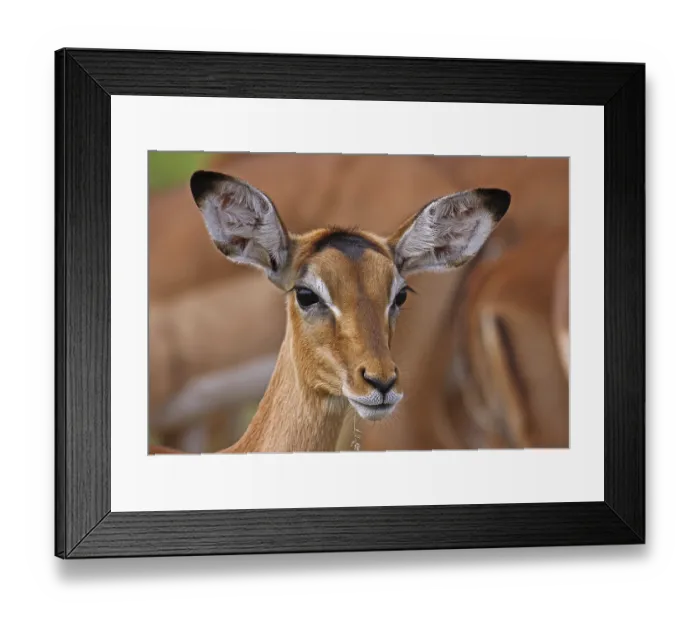 Framed Print : Impala, black heeled antelope, antelope, S Framed Print : Impala, black heeled antelope, antelope, S