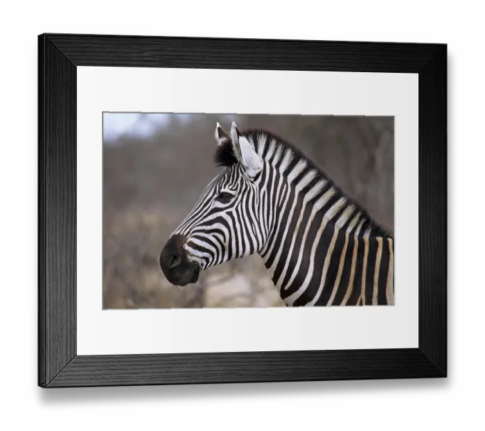 Framed Print : Steppenzebra, S
