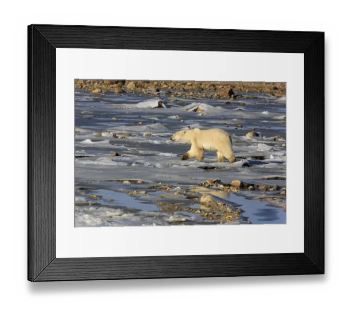 Framed Print : A polar bear walks along the shore of Hudson Bay