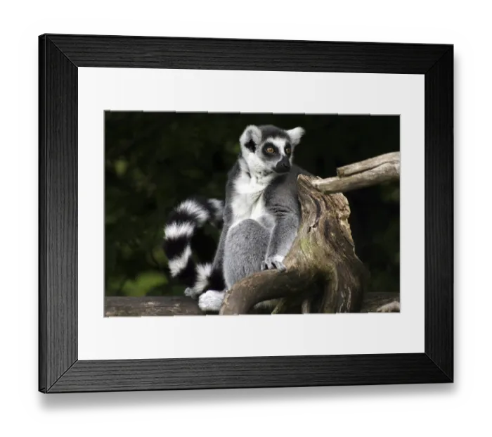 Framed Print : Sitting katta