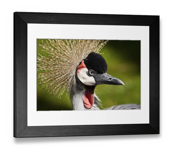 Framed Print : Grey crowned crane (Balearica regulorum gibbericeps)