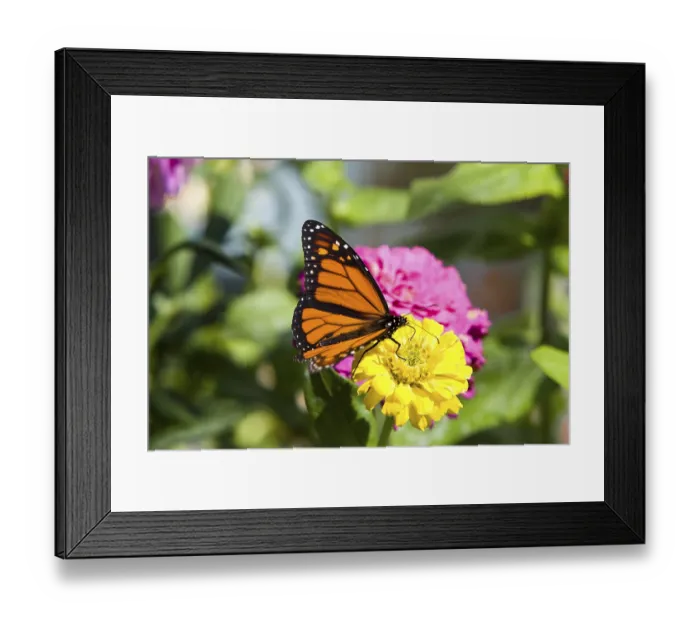 Framed Print : Monarch butterfly (Danaus plexippus) perched on a blossom