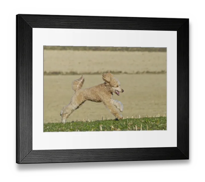 Framed Print : Running large apricot poodle, giant poodle