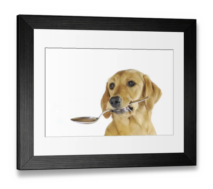 Framed Print : Labrador Retriever, bitch, yellow coloured Framed Print : Labrador Retriever, bitch, yellow coloured