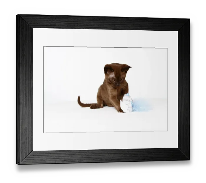 Framed Print : Young Burmese cat, kitten, playing