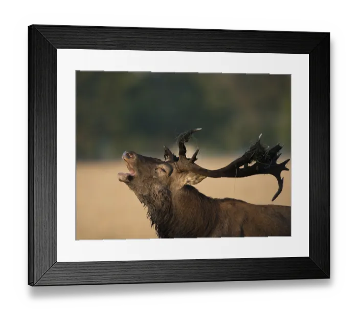 Framed Print : Red deer (Cervus elaphus), male Framed Print : Red deer (Cervus elaphus), male