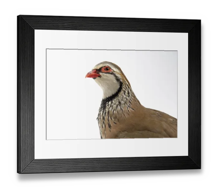 Framed Print : Red-legged Partridge (Alectoris rufa)