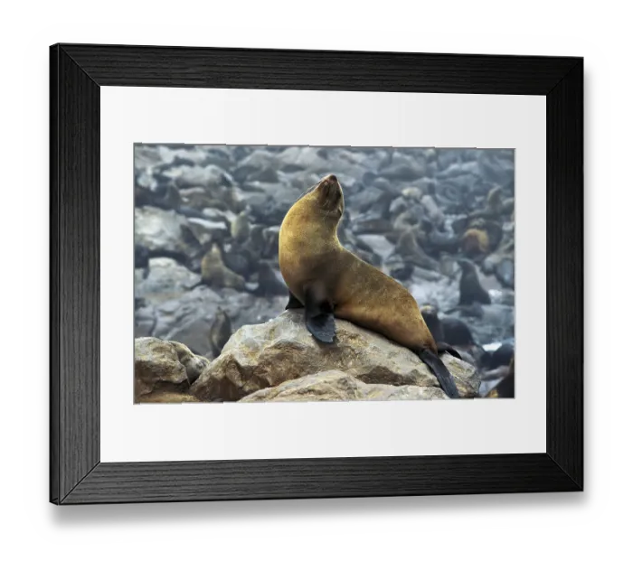 Framed Print : SOUTH AFRICAN FUR SEAL (arctocephalus pusillus) Framed Print : SOUTH AFRICAN FUR SEAL (arctocephalus pusillus)