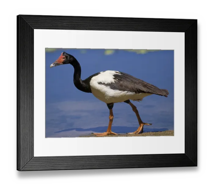Framed Print : MAGPIE GOOSE (anseranas semipalmata)