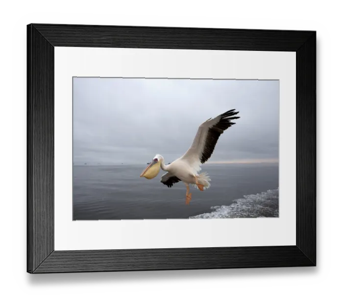 Framed Print : Great White great white pelican (pelecanus onocrotalus) Framed Print : Great White great white pelican (pelecanus onocrotalus)