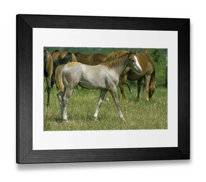 Framed Print : Anglo-Arabian horse, peacock and herd Framed Print : Anglo-Arabian horse, peacock and herd