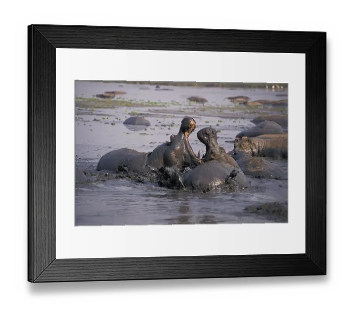 Framed Print : Hippopotamus (hippopotamus amphibius) Framed Print : Hippopotamus (hippopotamus amphibius)