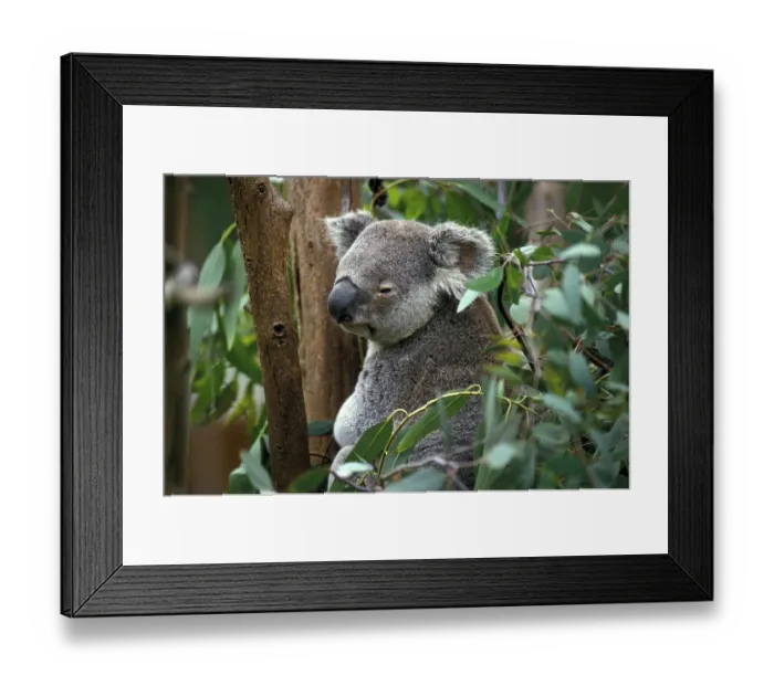 Framed Print : Koala (phascolarctos cinereus)