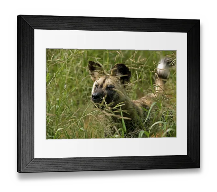 Framed Print : African Wild Dog (lycaon pictus)