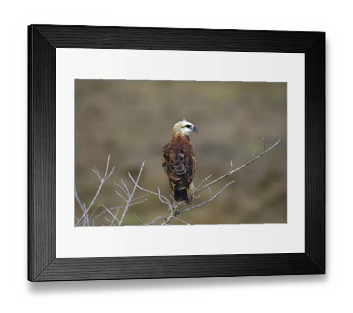 Framed Print : Black-collared Hawk (busarellus nigricollis)