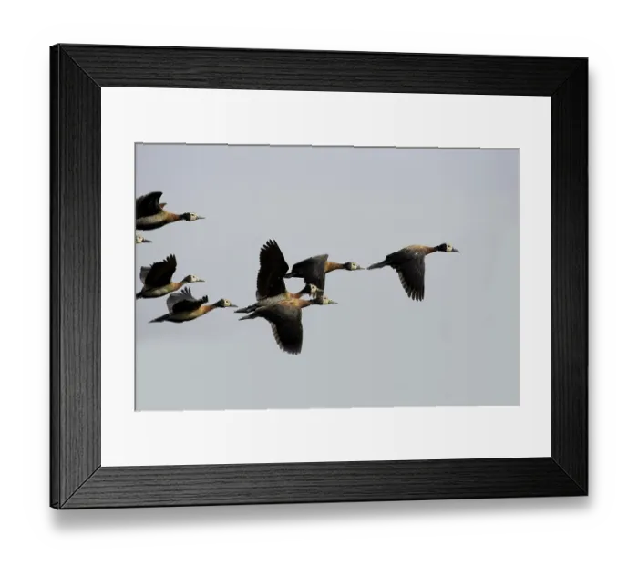 Framed Print : White Faced Whistling Duck (dendrocygna viduata) Framed Print : White Faced Whistling Duck (dendrocygna viduata)